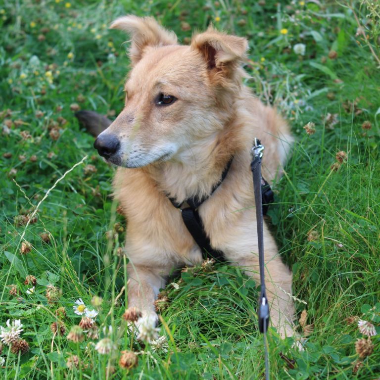 Yetta, croisé à l'adoption sur Lille, née le 01/02/2024. Frais 270€ (adhésion comprise) déparasitée, vaccinée et stérilisée