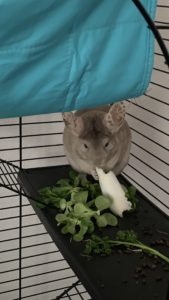 Saaya, chinchilla à l'adoption sur Roubaix, née le 06/03/2021 déparasitée