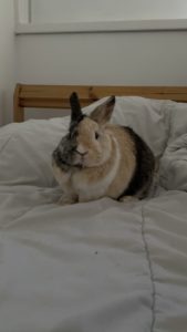 Sombrero, lapin à l'adoption sur Roubaix, né le 24/08/2021 stérilisé et déparasité