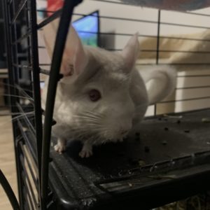 Tagada, chinchilla à l'adoption sur Roubaix, née le 06/09/2022, déparasitée.