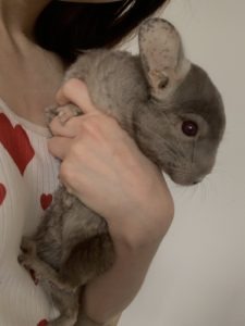 Samalo, chinchilla à l'adoption sur Roubaix, né le 06/03/2021 stérilisé et déparasité.