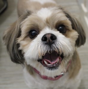 Paris, ShihTzu à l'adoption sur Lille, née le 28/07/2019, Frais 282€ (adhésion comprise) déparasitée, vaccinée et stérilisée