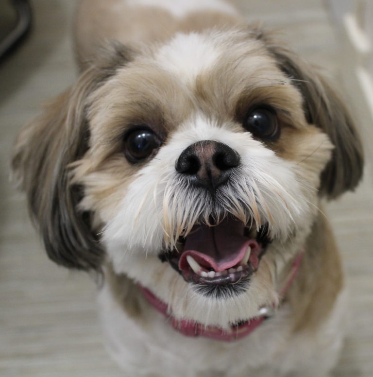 Paris, ShihTzu à l'adoption sur Lille, née le 28/07/2019, Frais 282€ (adhésion comprise) déparasitée, vaccinée et stérilisée