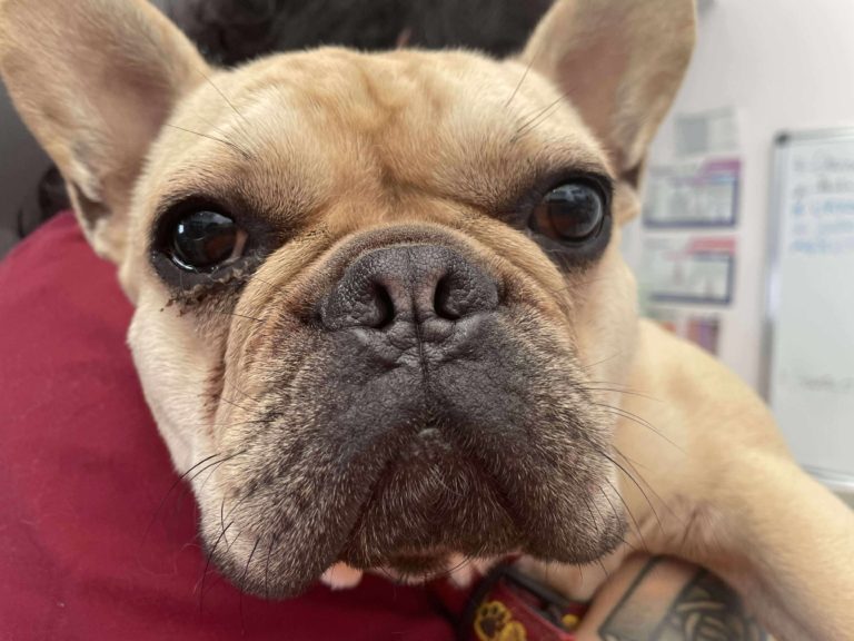 Urkan bouledogue français à l'adoption sur Lille, né le 26/12/2023, identifié, vacciné, stérilisé et déparasité.