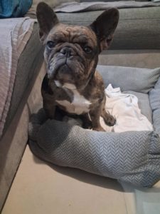 Tiki, bouledogue français à l'adoption sur Lille, née le 30/12/2022. Frais 282€ (adhésion comprise) déparasitée, vaccinée et stérilisée.