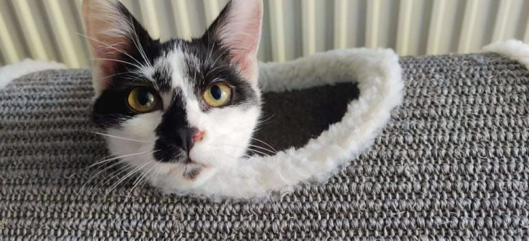 Aïoli, européen à l'adoption sur Lille, née le 01/01/2025. Frais 135€ (adhésion comprise) déparasitée, testée fiv/felv et stérilisée