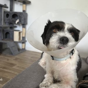 Scalp Shih Tzu Jack Russel à l'adoption sur Lille, né le 23/09/2021, identifié, vacciné, stérilisé et déparasité.