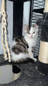 Amaya, européen à l'adoption sur Lille, née le 11/05/2025. Frais 135€ (adhésion comprise) déparasitée, testée fiv/felv et stérilisée