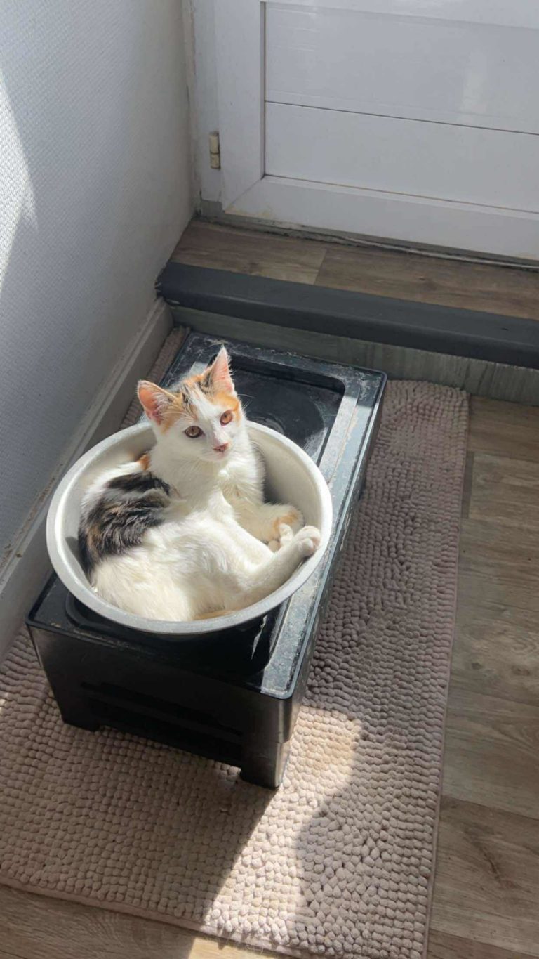 Arya, européen à l'adoption sur Lille, née le 11/05/2025. Frais 135€ (adhésion comprise) déparasitée, testée fiv/felv et stérilisée