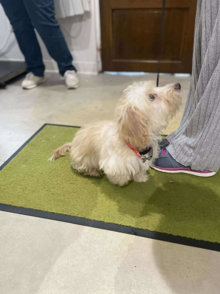 Aslak, terrier à l'adoption sur Lille, né le 23/06/2025. Frais 282€ (adhésion comprise) déparasité, vacciné et stérilisé.