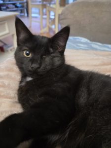 Argès, européen à l'adoption sur Lille, né le 11/09/2025. Frais 135€ (adhésion comprise) déparasité, testé fiv/felv et stérilisé