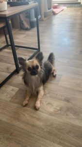 Víðarr chihuahua, à l'adoption sur Roubaix, né le 25/09/2024. Frais 282€ (adhésion comprise) déparasité, vacciné et stérilisé.