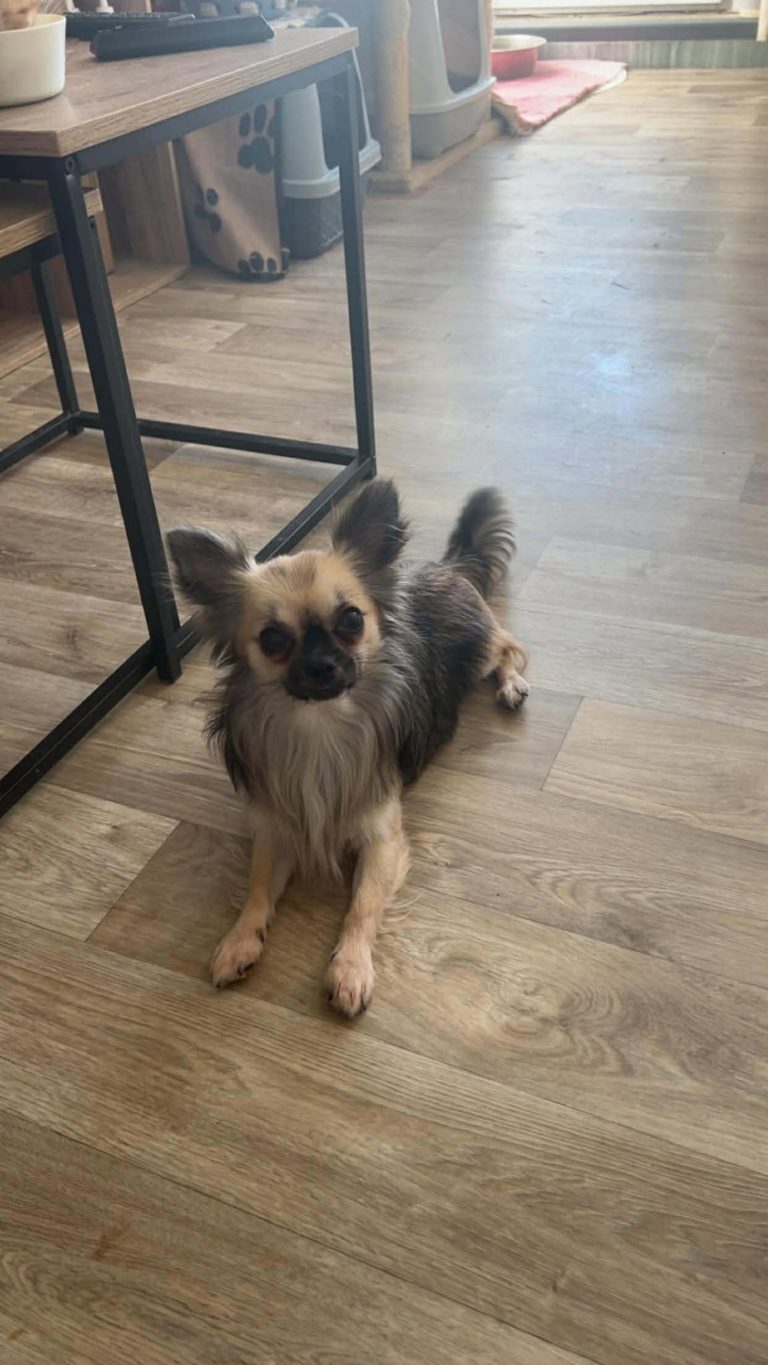 Víðarr chihuahua, à l'adoption sur Roubaix, né le 25/09/2024. Frais 282€ (adhésion comprise) déparasité, vacciné et stérilisé.