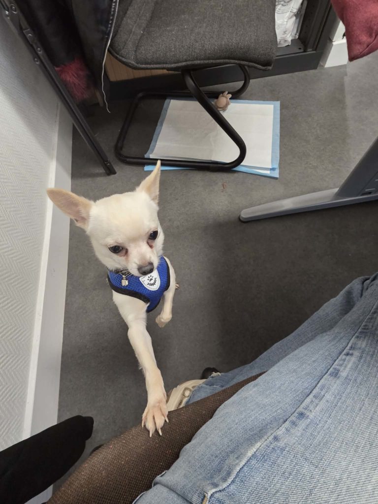 Tenko, chihuahua à l'adoption sur Lille, né le 20/08/2022. Frais 282€ (adhésion comprise) déparasité, vacciné et stérilisé.